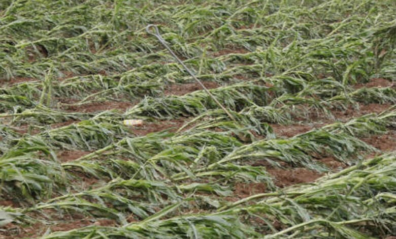 Fasal-Amravati-Mandal