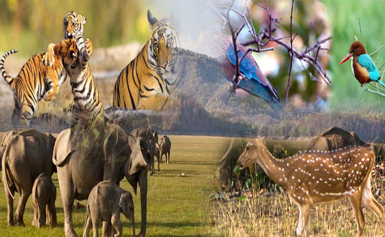 Forest-mravati-Mandal