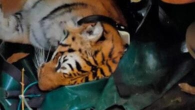Tiger-Amravati-Mandal