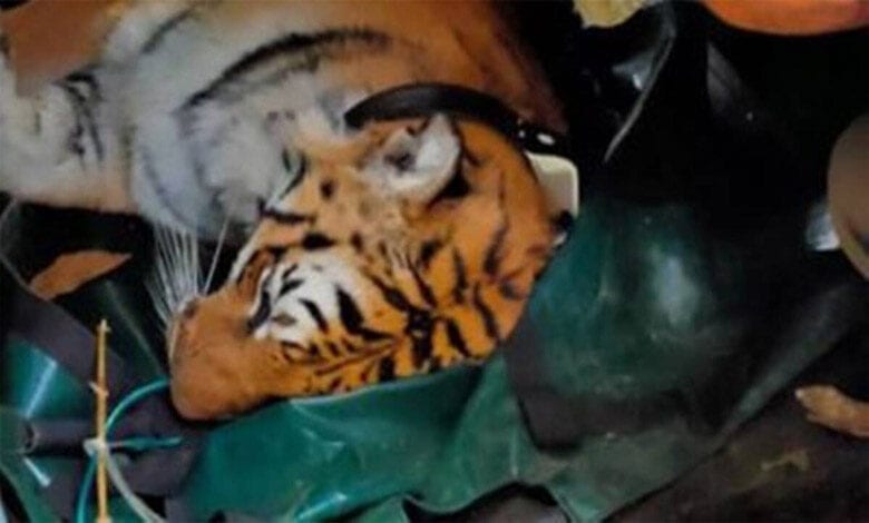 Tiger-Amravati-Mandal
