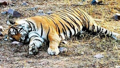 Tiger-Amravati-Mandal