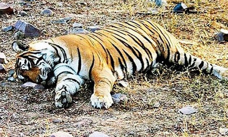 Tiger-Amravati-Mandal