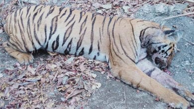 Tiger-Amravati-Mandal