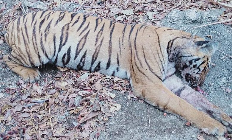 Tiger-Amravati-Mandal
