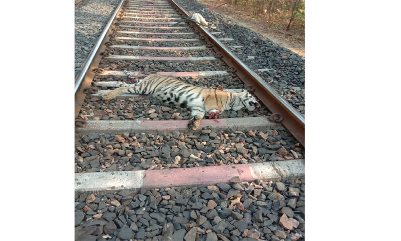Tiger-Amravati-Mandal