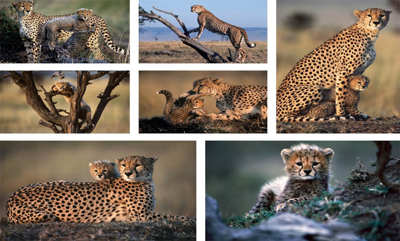 Wildlife-Amravati-Mandal