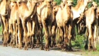camel-amravati-mandal