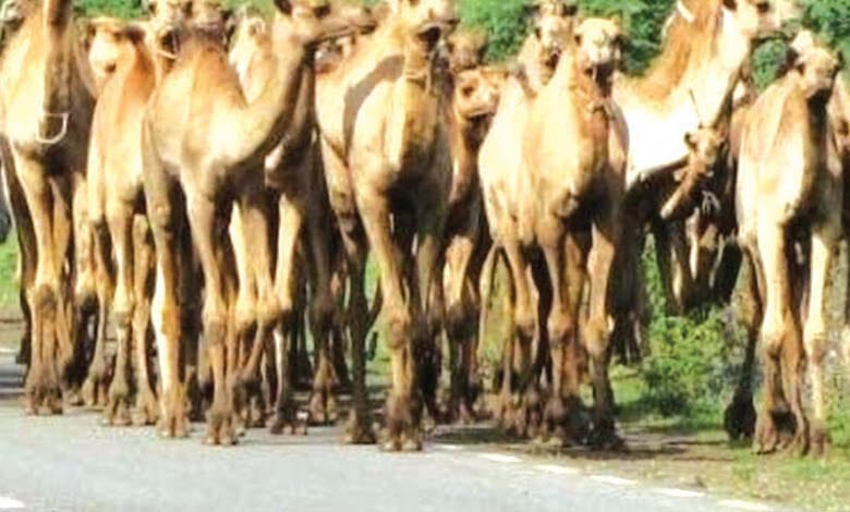 camel-amravati-mandal