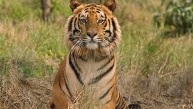 t1-tiger-amravati-mandal