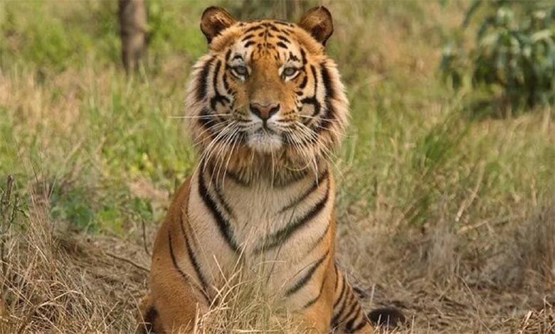 t1-tiger-amravati-mandal