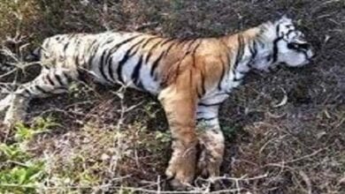 tiger-amravati-mandal