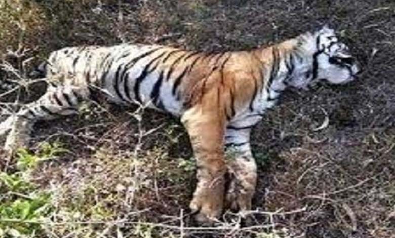 tiger-amravati-mandal