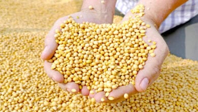 Soybean-amravati-mandal