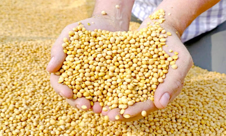 Soybean-amravati-mandal