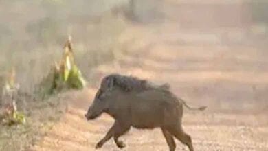 Wild-Pig-Attack-amravati-mandal