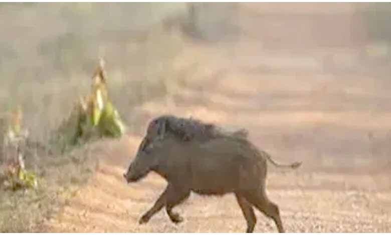 Wild-Pig-Attack-amravati-mandal