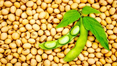 Soybean-amravati-mandal