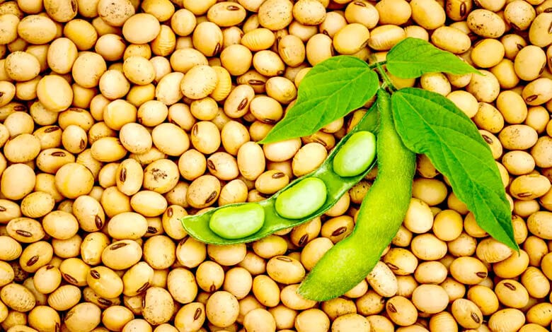 Soybean-amravati-mandal