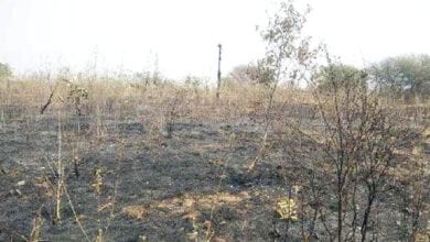 Tree-burning-amravati-mandal