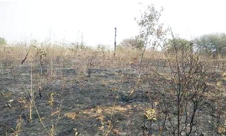 Tree-burning-amravati-mandal