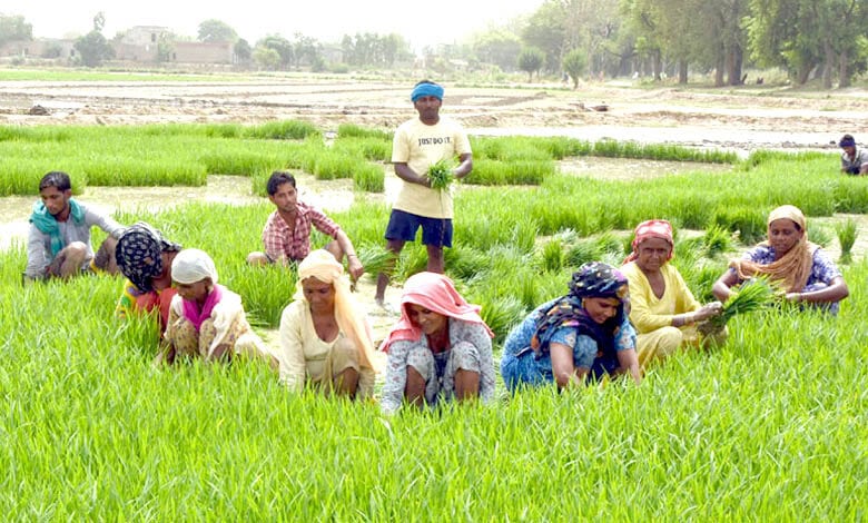 Farm-Laborer-amravati-mandal