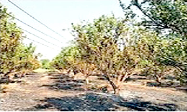 Orange-Garden-Fire-amravati-mandal