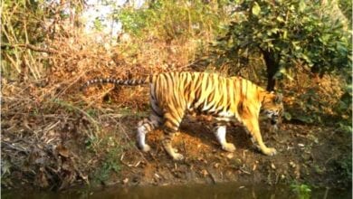 Tigress-amravati-mandal