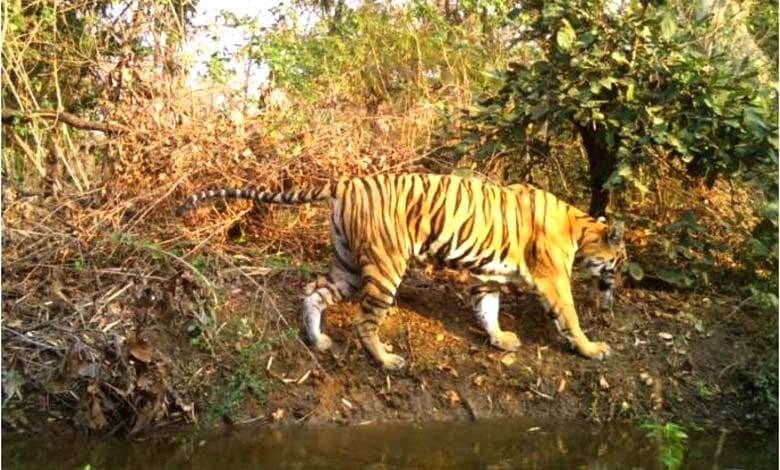 Tigress-amravati-mandal