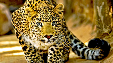Leopard-Amravati-Mandal