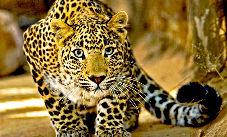 Leopard-Amravati-Mandal