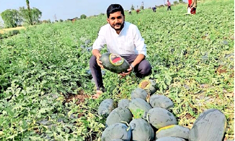 farming-of-watermelon-amravati-mandal