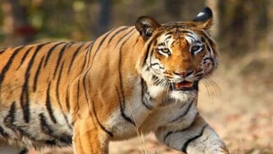 Tiger-amravati-mandal