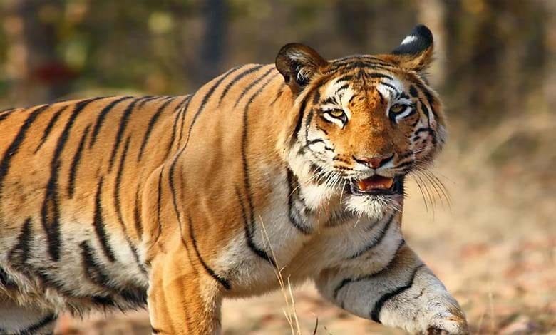 Tiger-amravati-mandal