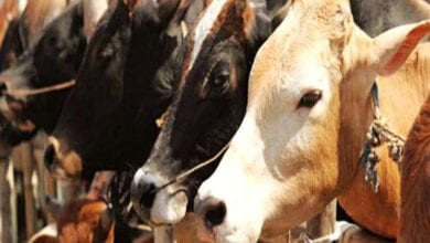 Animal-amravati-mandal