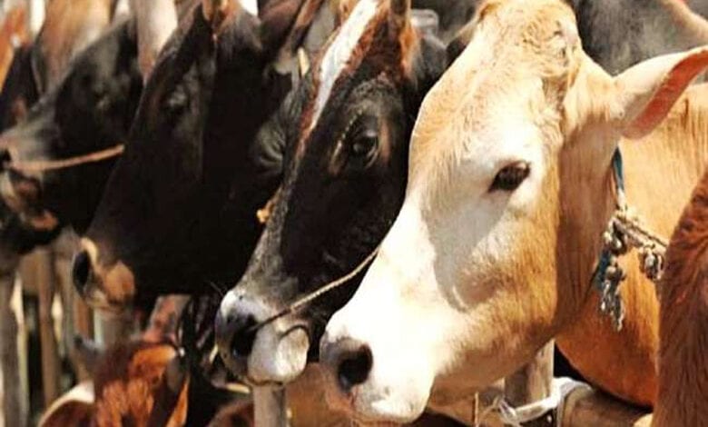 Animal-amravati-mandal