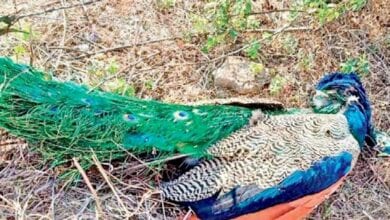 Peacock-Died-amravati-mandal