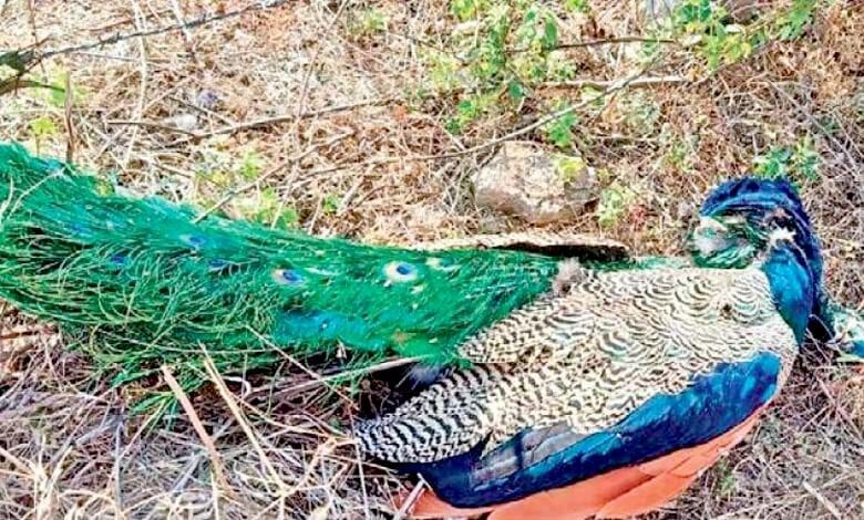 Peacock-Died-amravati-mandal