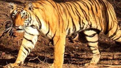 Tigress-amravati-mandal