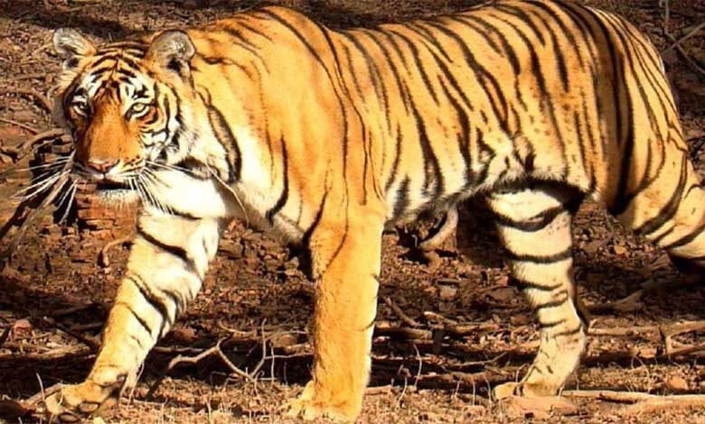 Tigress-amravati-mandal