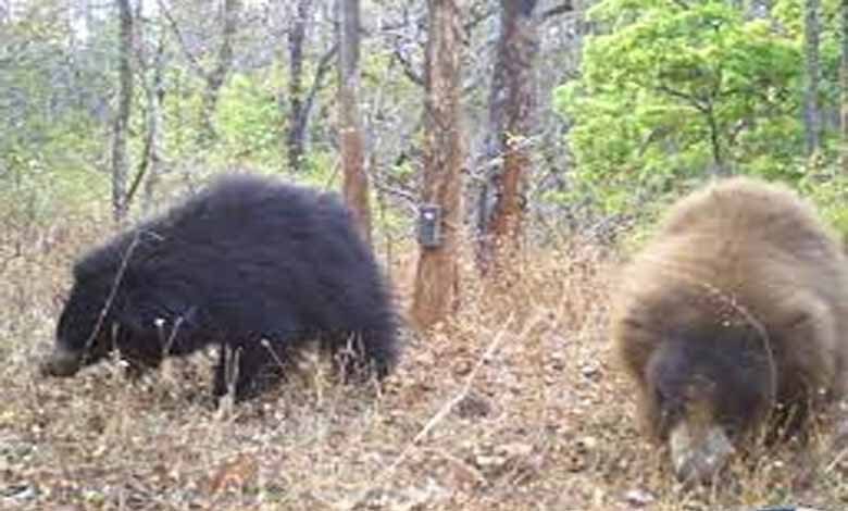 Bear-Amravati-Mandal