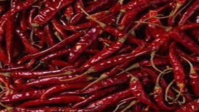 Chilli-Amravati-Mandal
