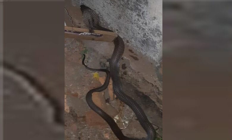 Cobra-Amravati-Mandal