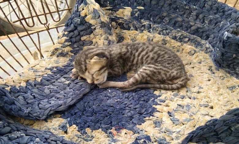 Kitten-Amravati-Mandal