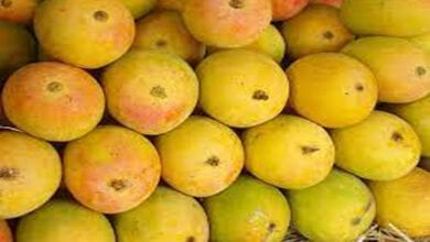 Mango-Amravati-Mandal