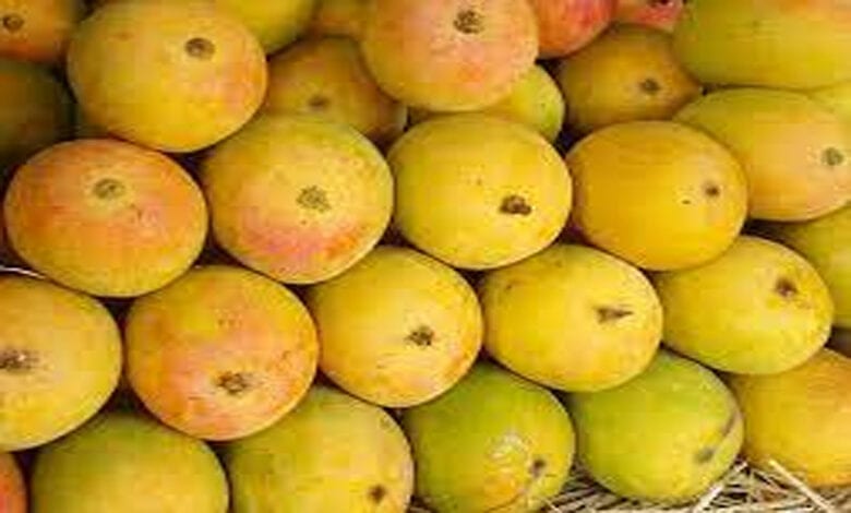 Mango-Amravati-Mandal
