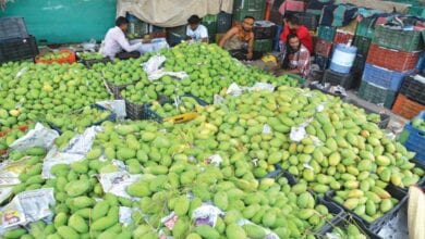 mango-amravati-mandal