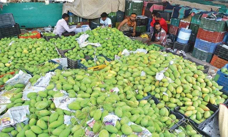 mango-amravati-mandal