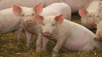 pig-amravati-mandal