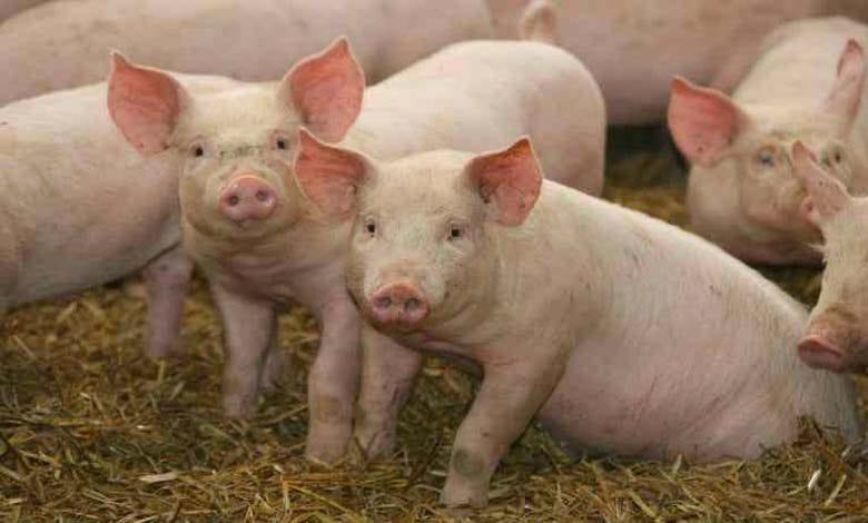 pig-amravati-mandal