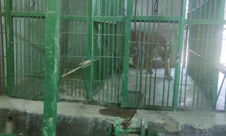 tiger-amravati-mandal